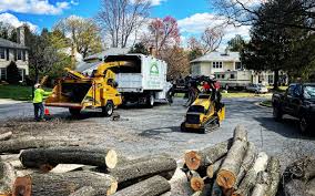 Best Palm Tree Trimming  in Beattyville, KY