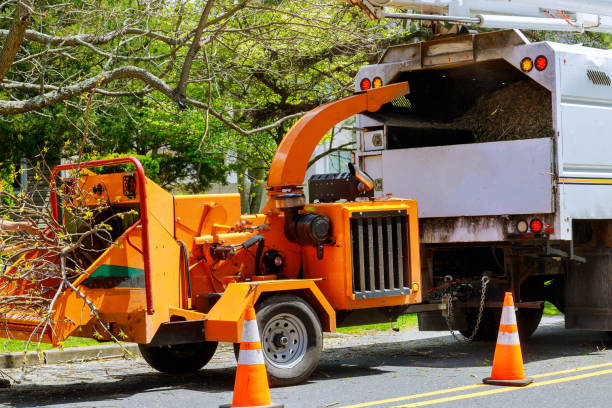 Why Choose Our Tree Removal Services in Beattyville, KY?